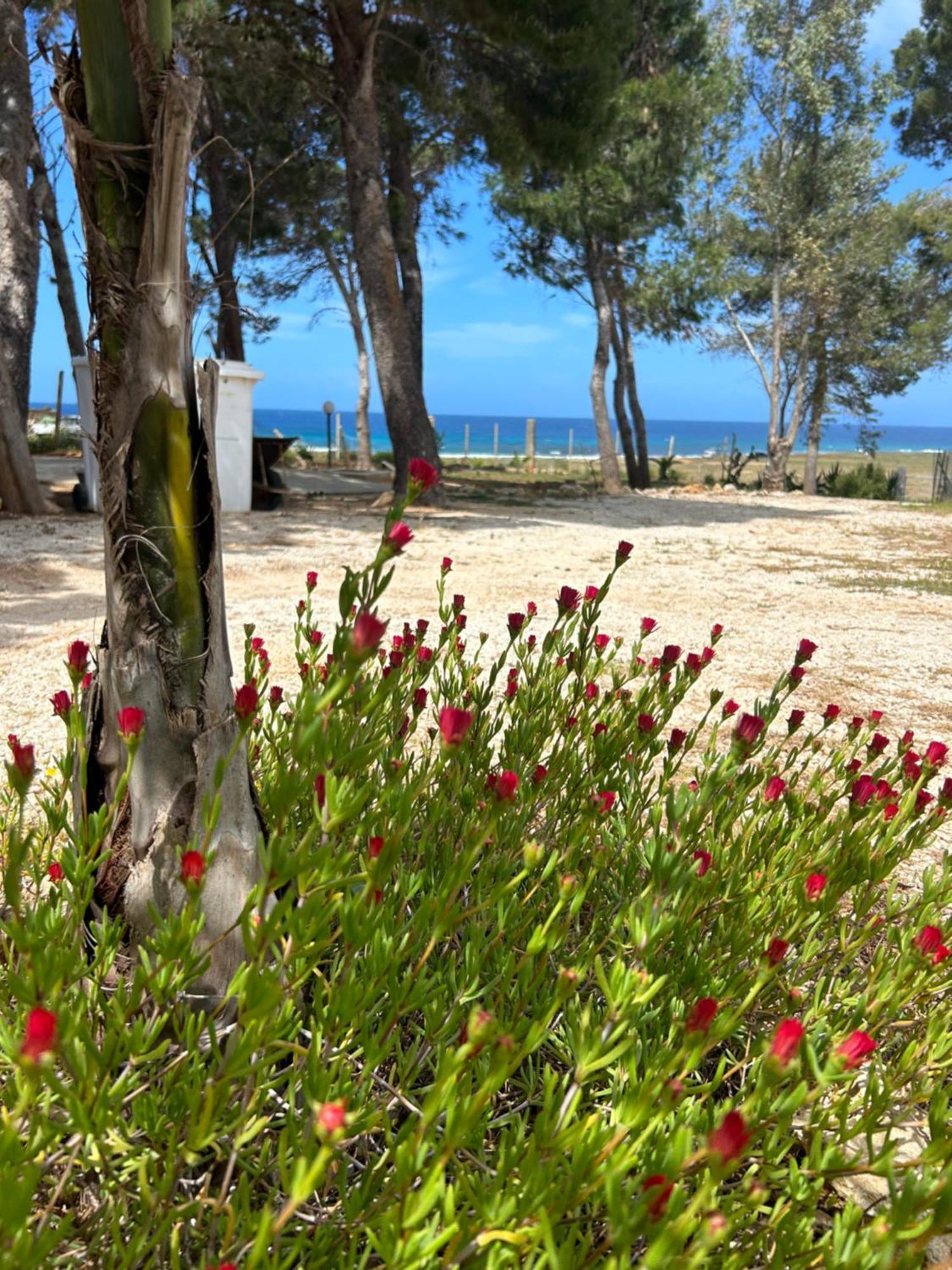 קסטלוצו Appartamento I Tramonti Di Cofano מראה חיצוני תמונה